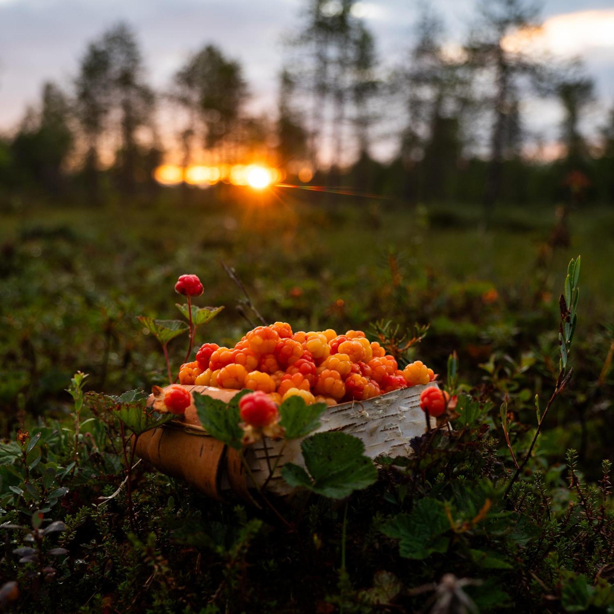 Lapin Villa Hiisi Joen Rannalla Ranua Esterno foto